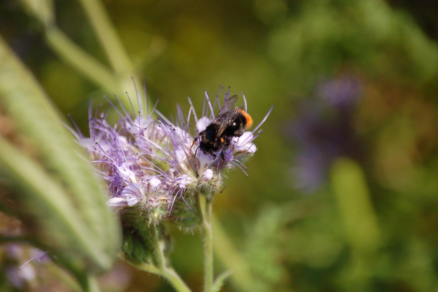 Bee on flower - pollinators biodiversity